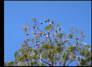 fruit bats